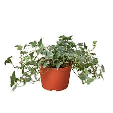 English Ivy ‘Glacier’ — 6” Nursery Pot