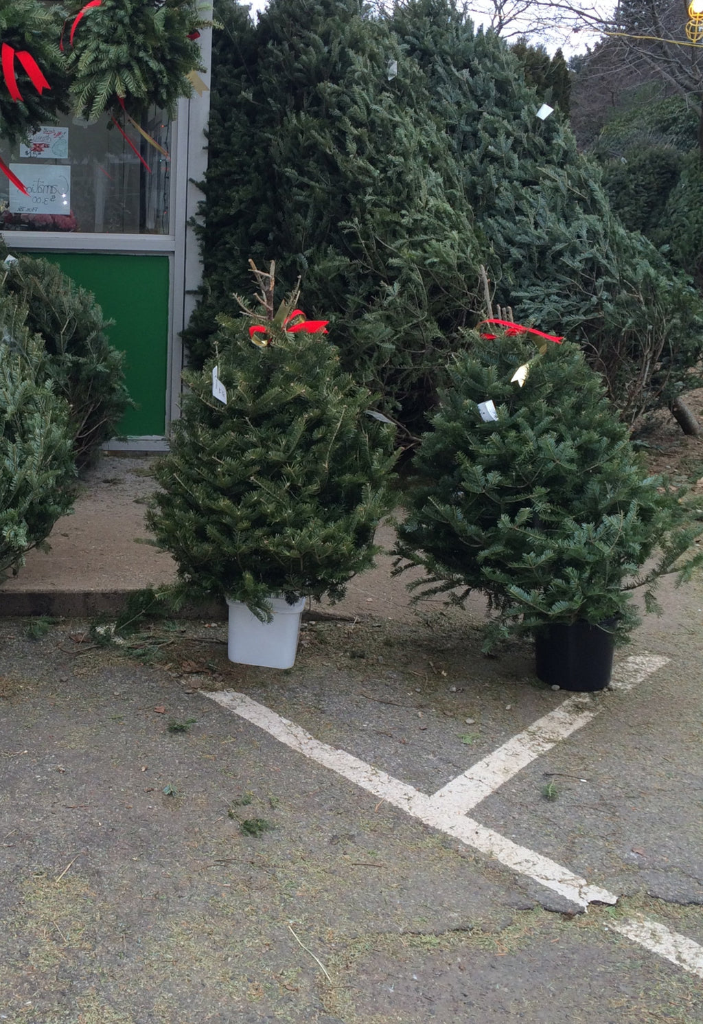 3' Balsam Fir Tabletop Christmas Tree