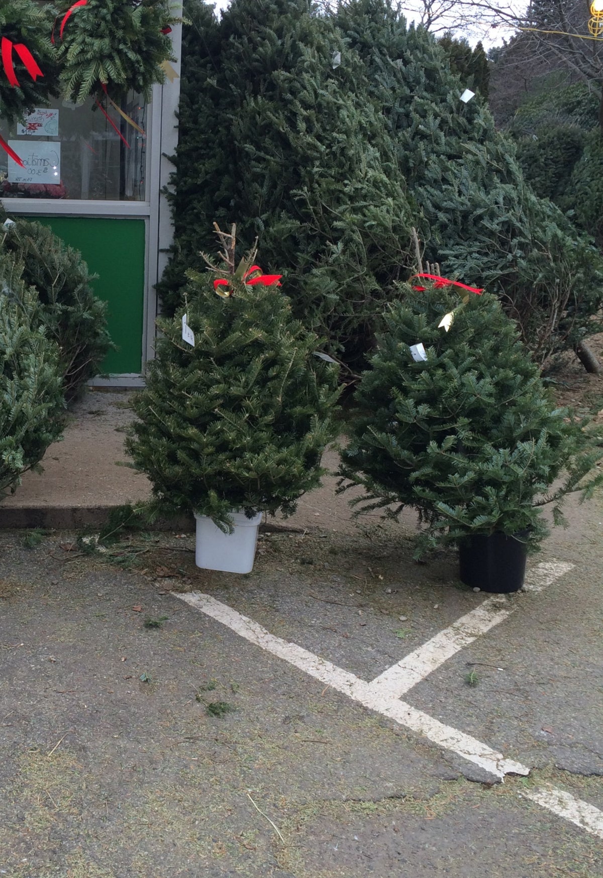 3' Balsam Fir Tabletop Christmas Tree