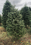 3' Balsam Fir Tabletop Christmas Tree