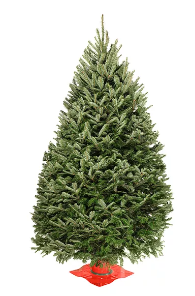 4' Premium Balsam Fir Christmas Tree