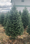 4' Premium Balsam Fir Christmas Tree