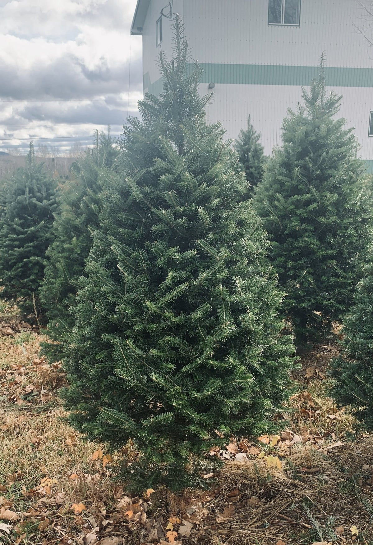 4' Premium Balsam Fir Christmas Tree
