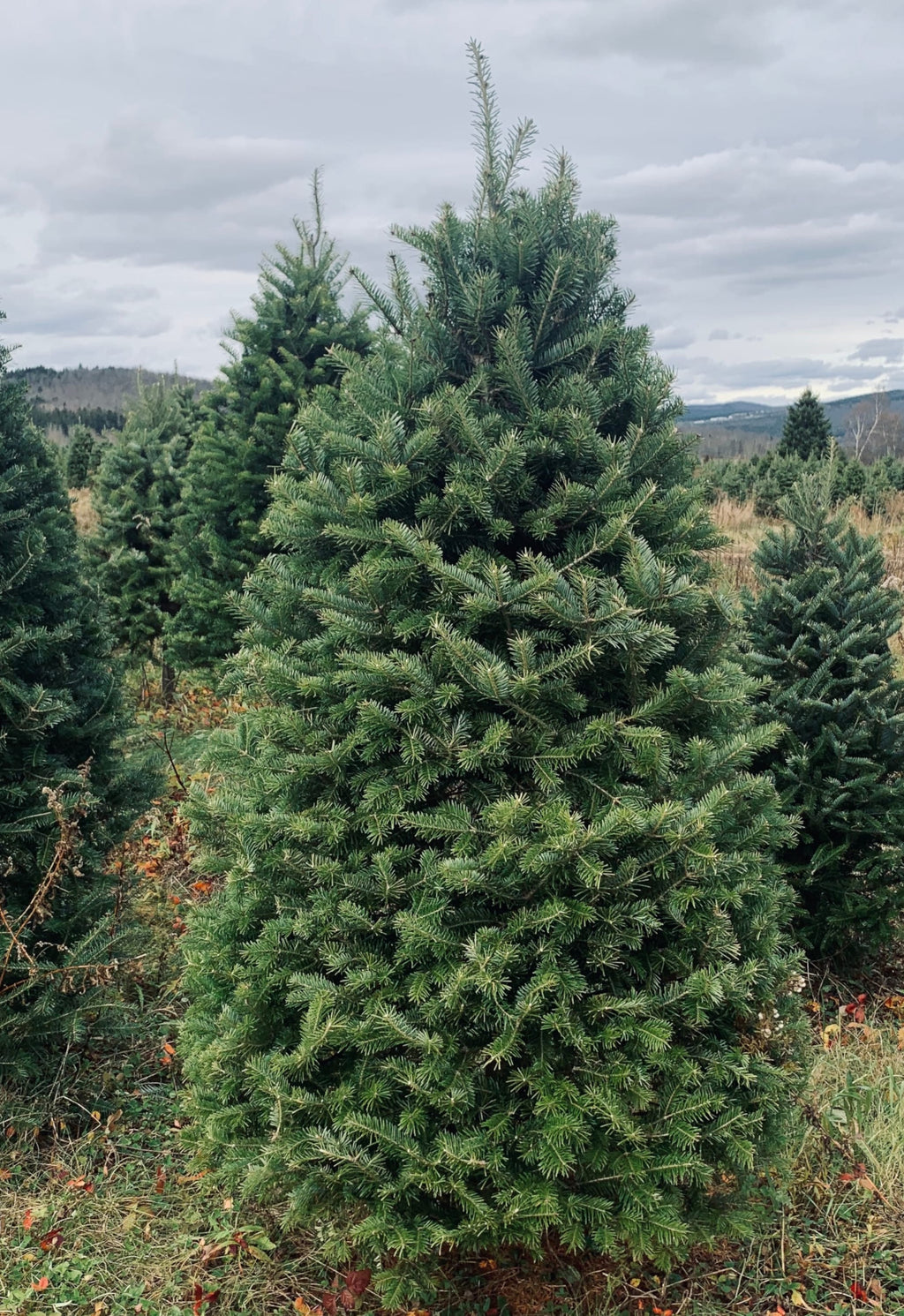 5' Premium Balsam Fir Christmas Tree