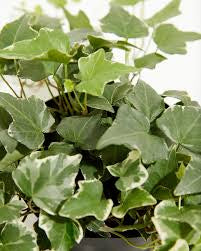 English Ivy ‘Glacier’ — 6” Nursery Pot