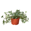 English Ivy ‘Glacier’ — 6” Nursery Pot