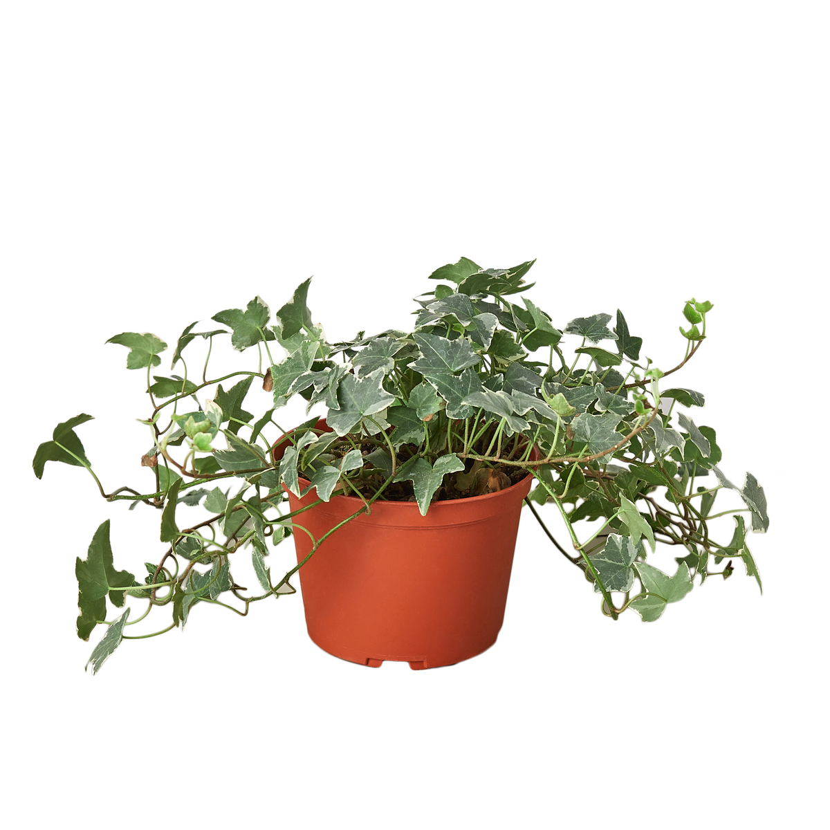 English Ivy ‘Glacier’ — 6” Nursery Pot
