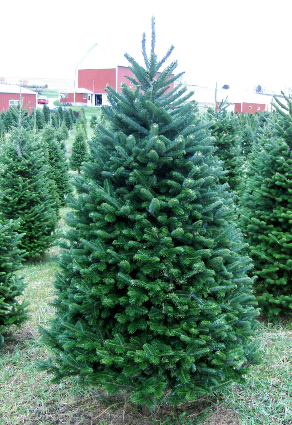 6' Premium Balsam Fir Christmas Tree