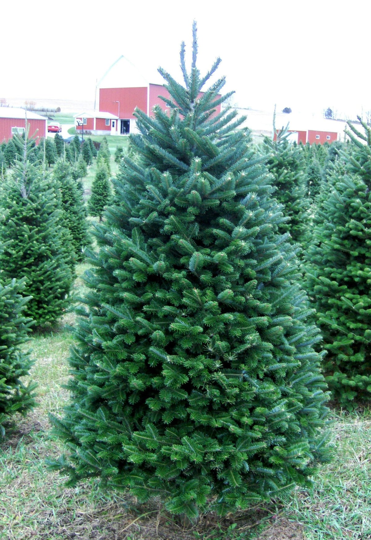 6' Premium Balsam Fir Christmas Tree