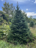 6' Premium Fraser Fir Christmas Tree