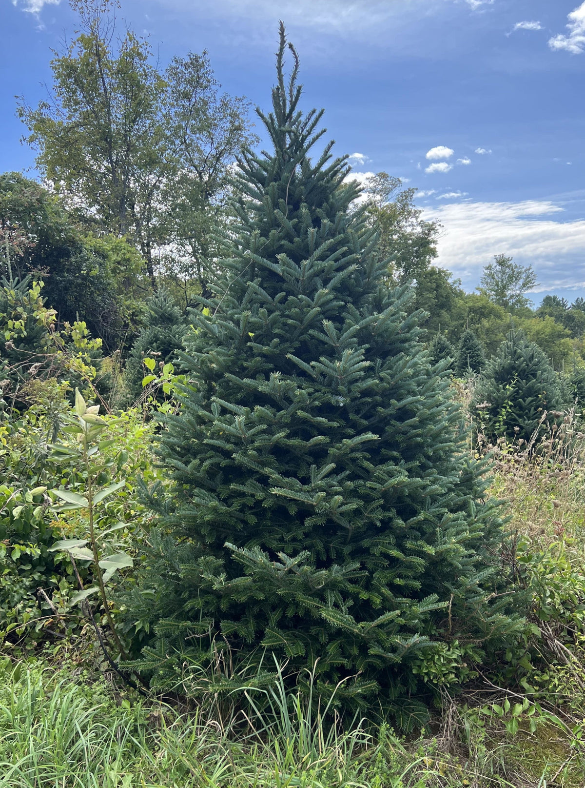 6' Premium Fraser Fir Christmas Tree