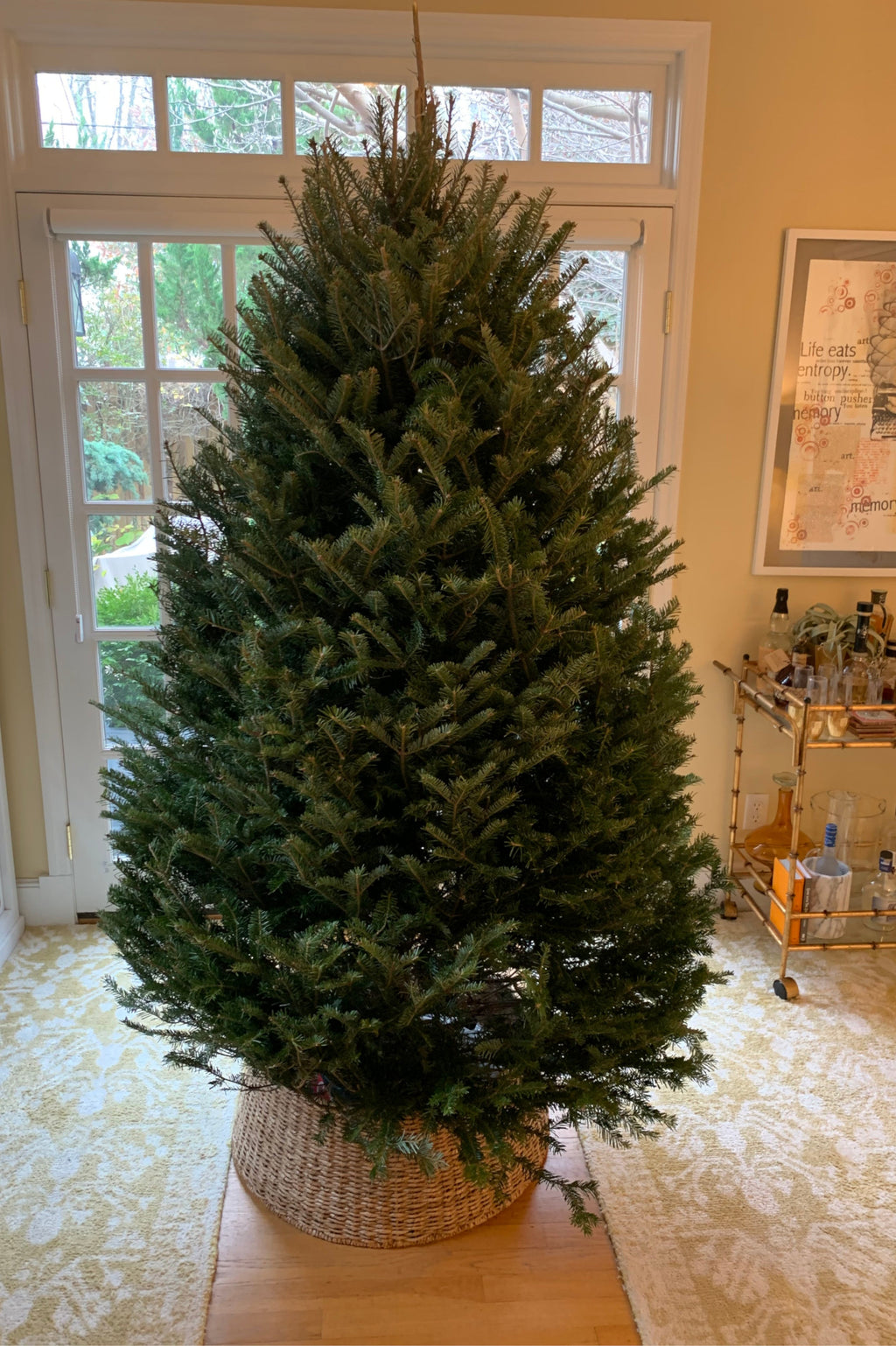 6' Premium Balsam Fir Christmas Tree
