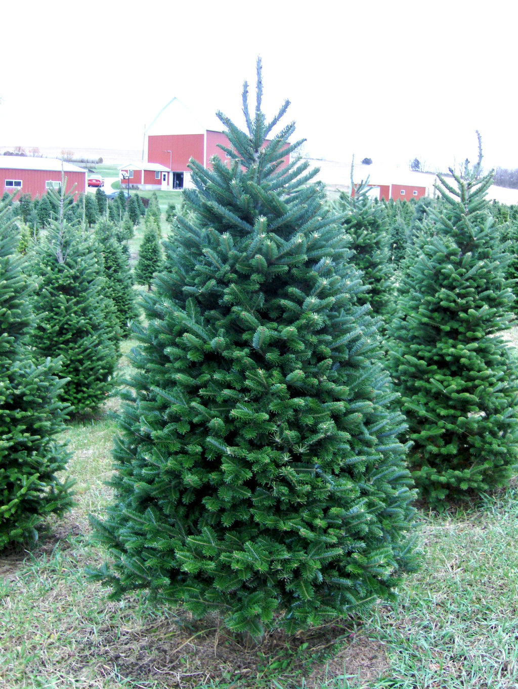 6' Premium Balsam Fir Christmas Tree