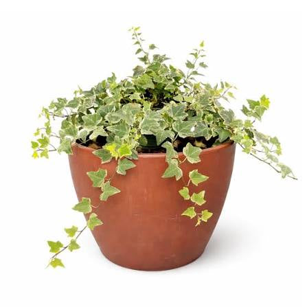 English Ivy ‘Glacier’ — 6” Nursery Pot