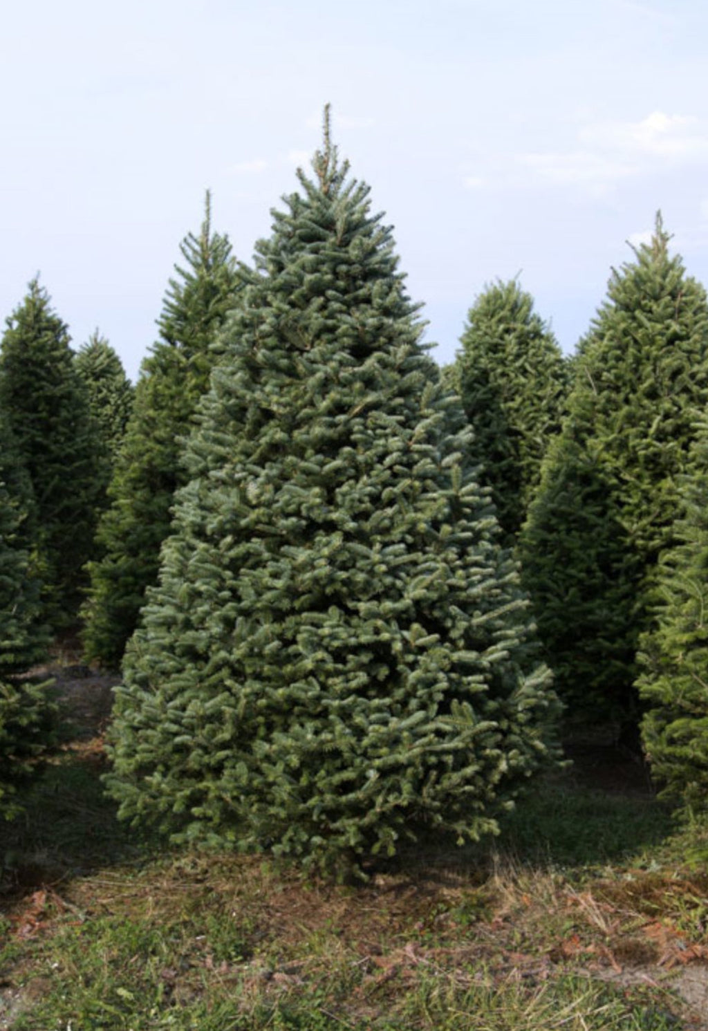 7' Premium Balsam–Fraser Fir Hybrid Christmas Tree