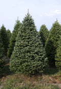 7' Premium Balsam–Fraser Fir Hybrid Christmas Tree