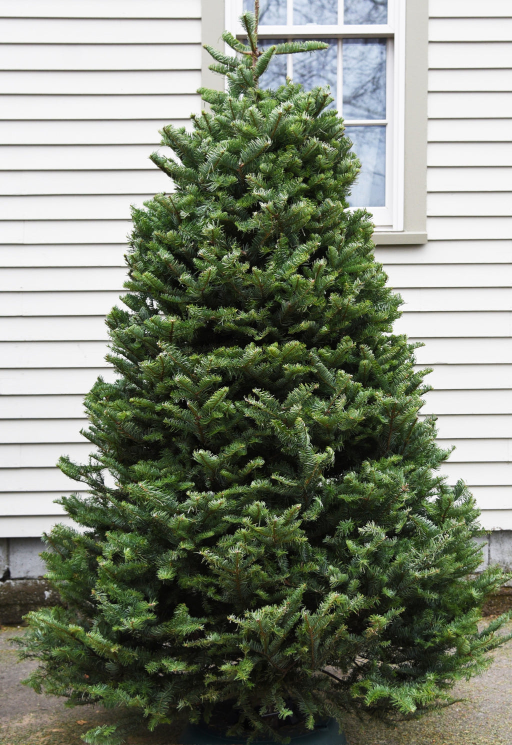 7' Premium Balsam Fir Christmas Tree