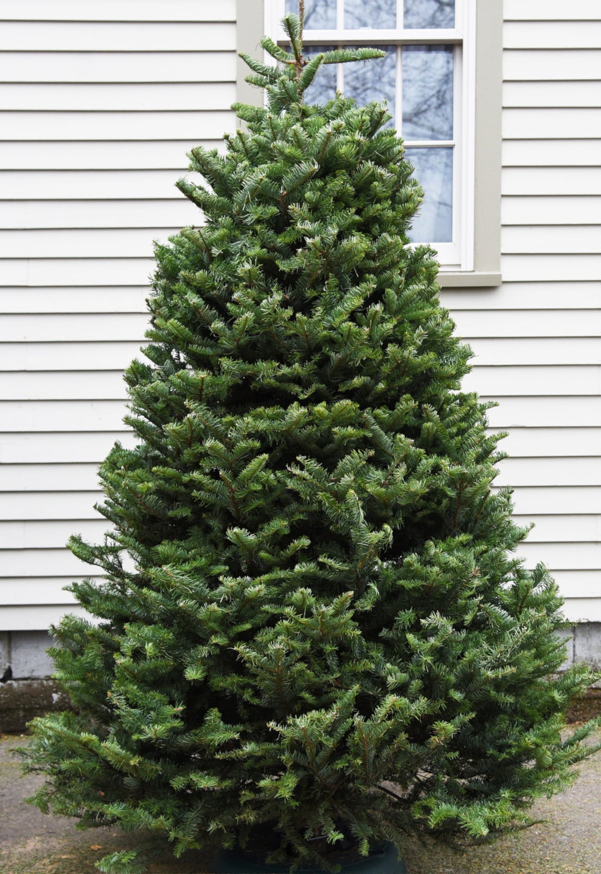 7' Premium Balsam Fir Christmas Tree