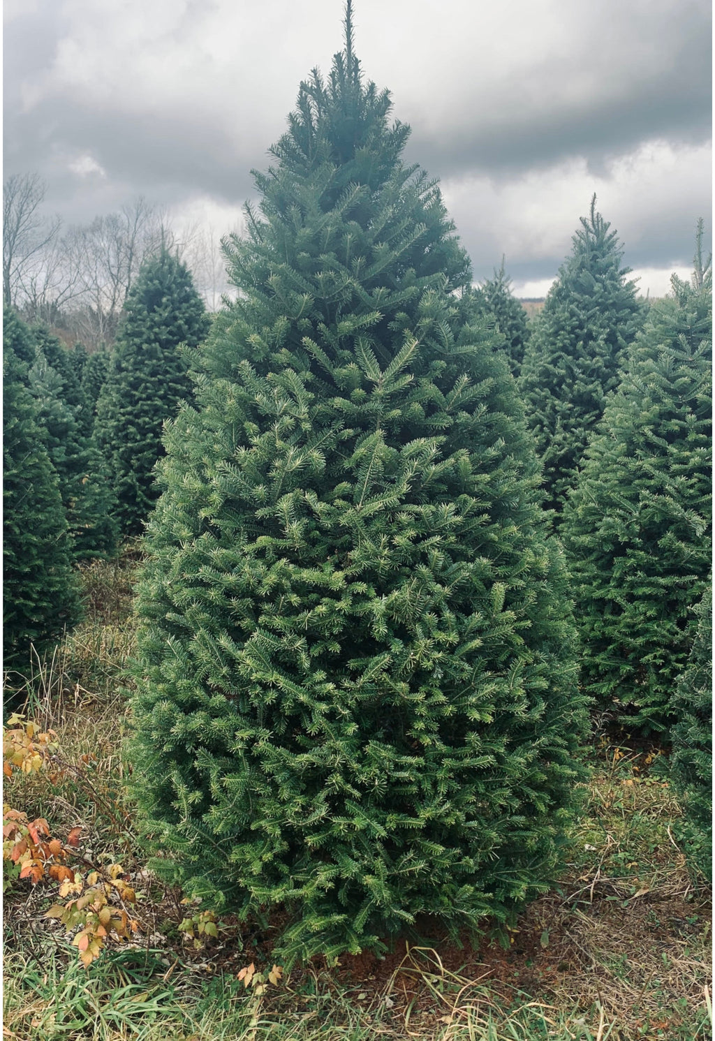 7' Premium Balsam Fir Christmas Tree