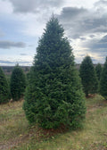 8' Premium Balsam Fir Christmas Tree
