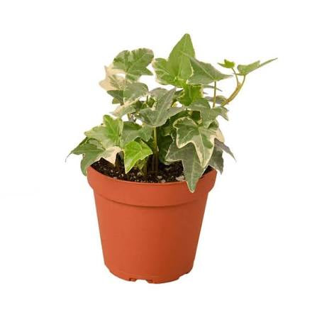 English Ivy ‘Glacier’ — 6” Nursery Pot