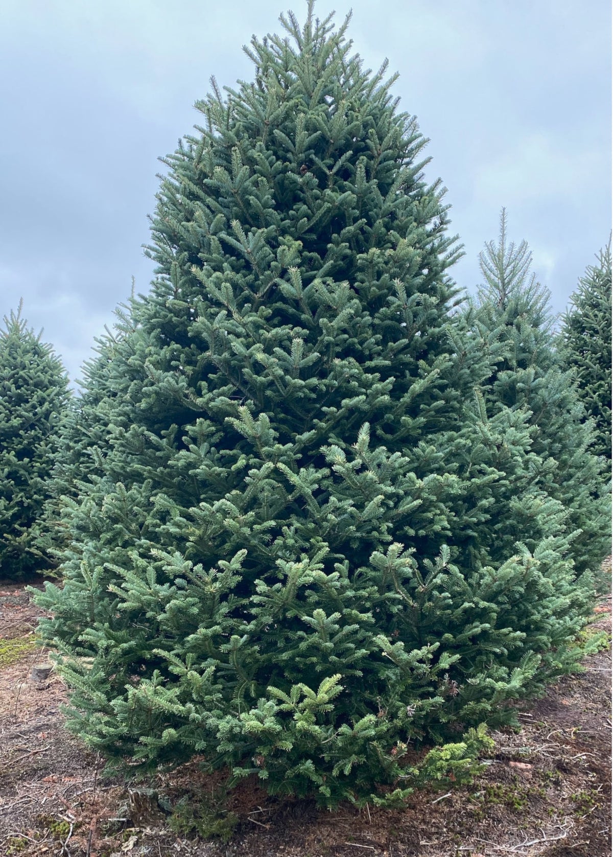 9' Premium Balsam Fir Christmas Tree