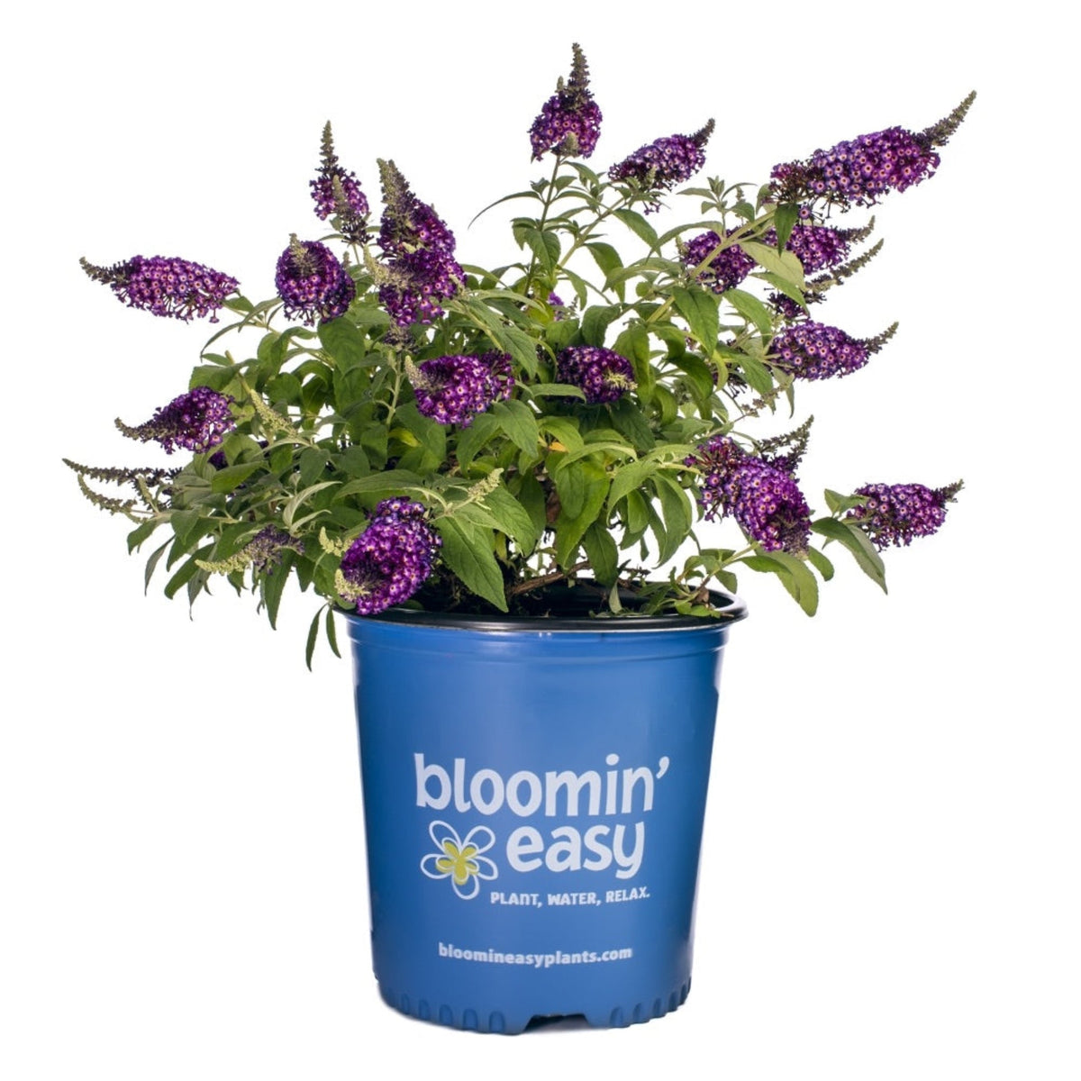Blueberry Pie® Butterfly Bush