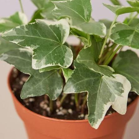 English Ivy ‘Glacier’ — 6” Nursery Pot