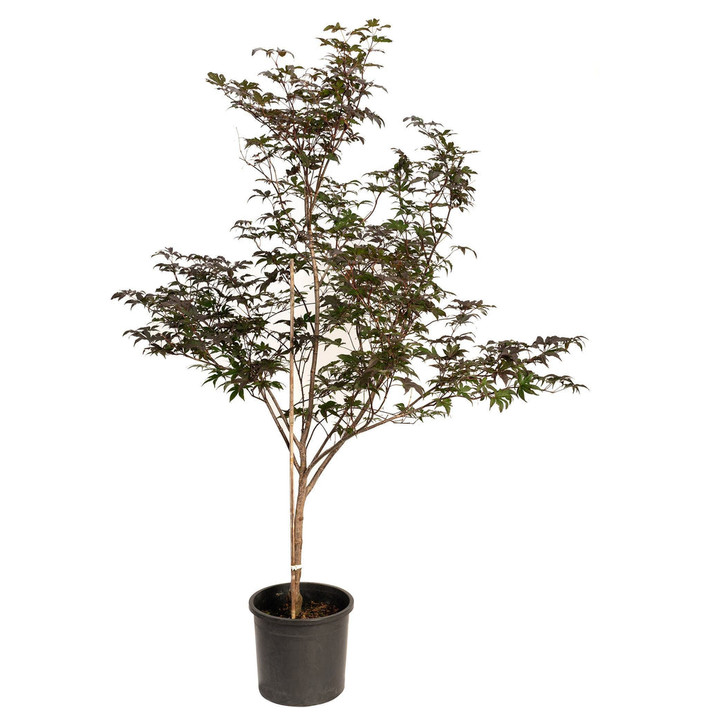 Bloodgood Japanese Maple
