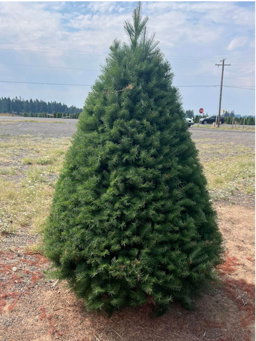Premium Douglas Fir Christmas Tree