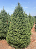 Premium Douglas Fir Christmas Tree