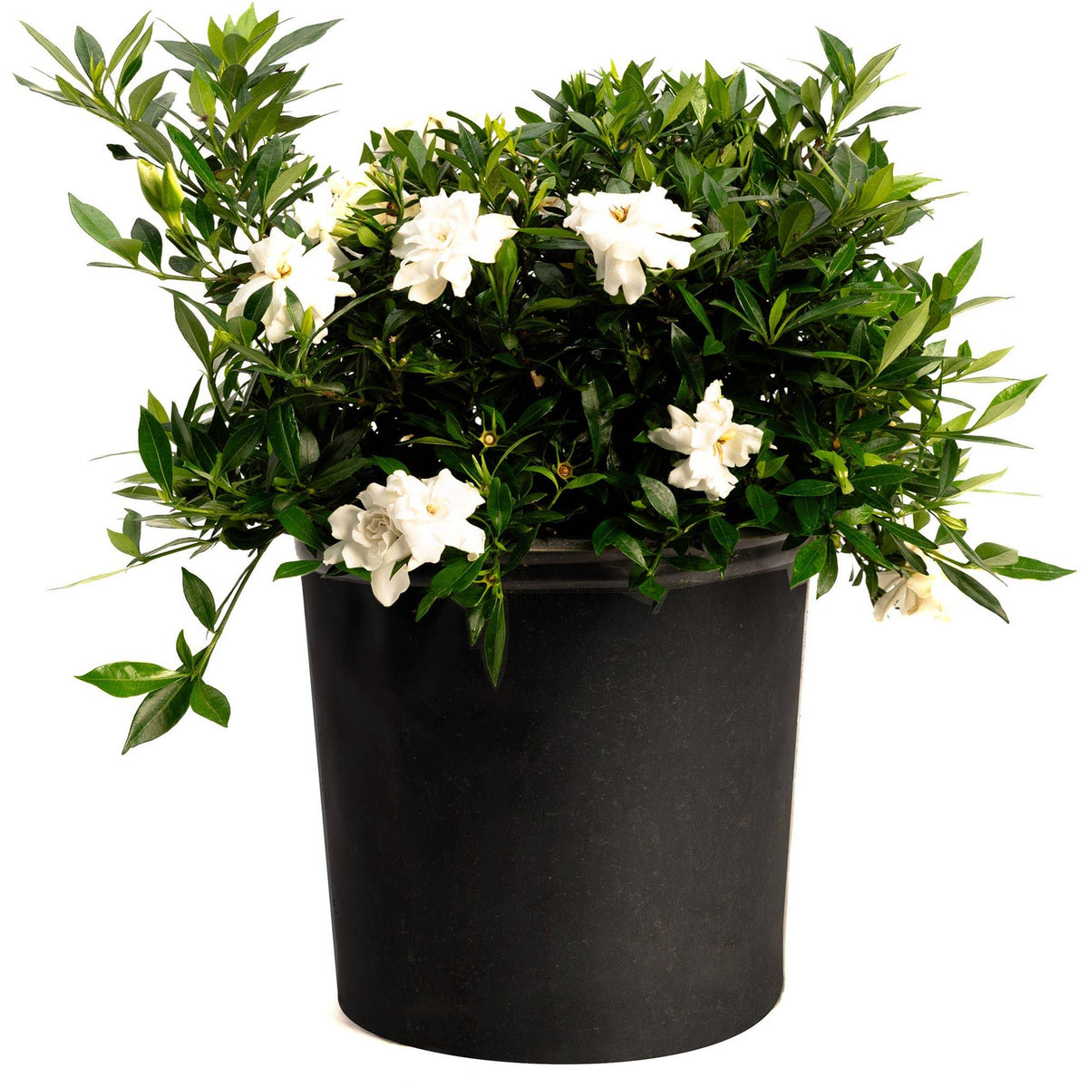 Radicans Gardenia