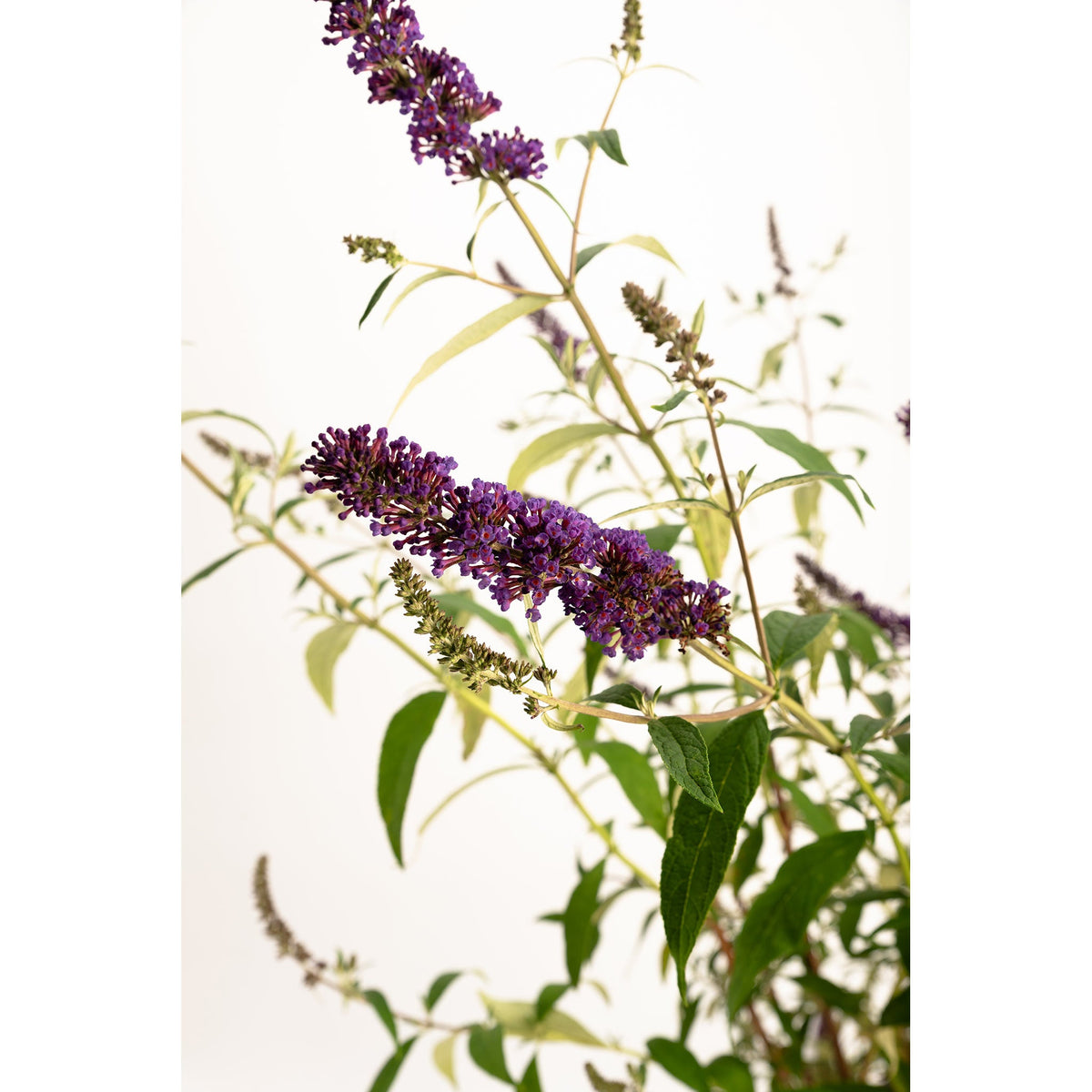 Black Knight Butterfly Bush