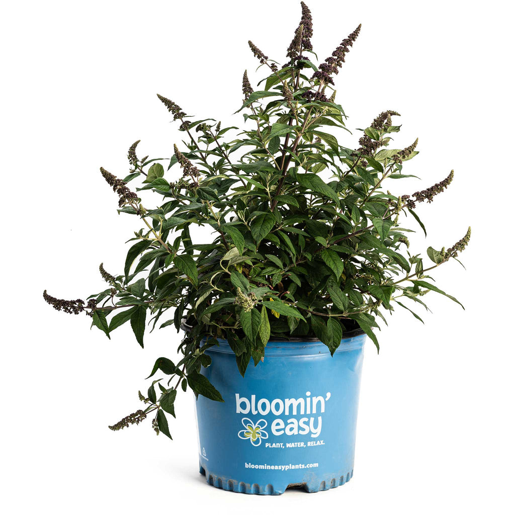 Blueberry Pie® Butterfly Bush