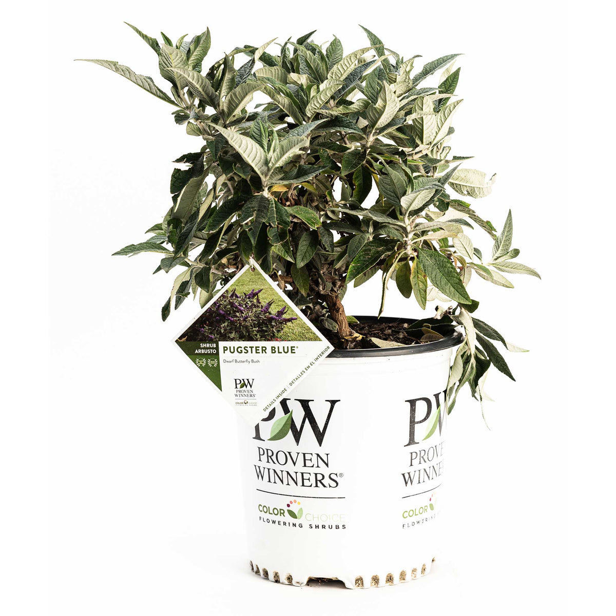 Pugster Blue® Butterfly Bush