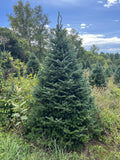 5' Premium Fraser Fir Christmas Tree