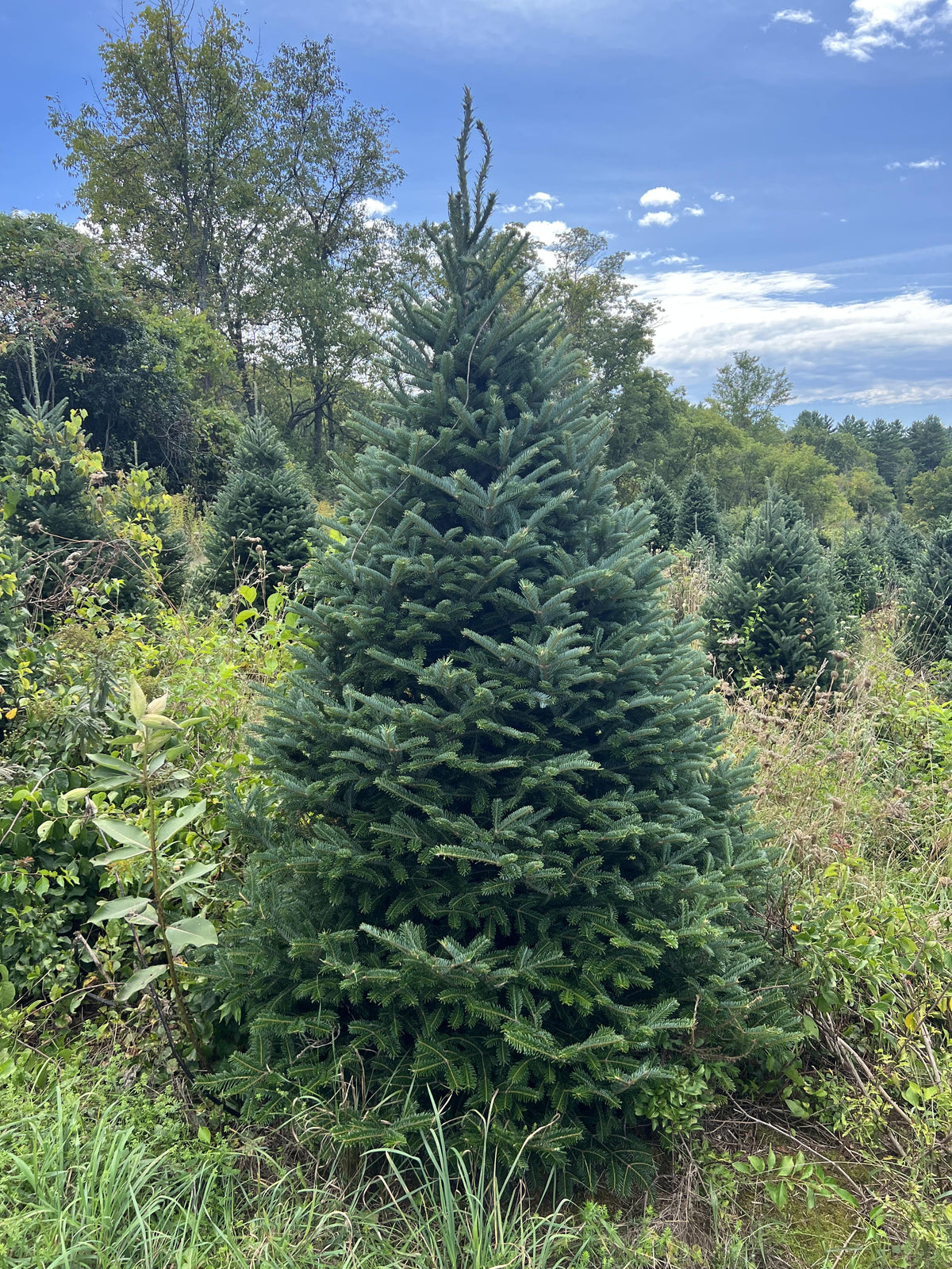 5' Premium Fraser Fir Christmas Tree