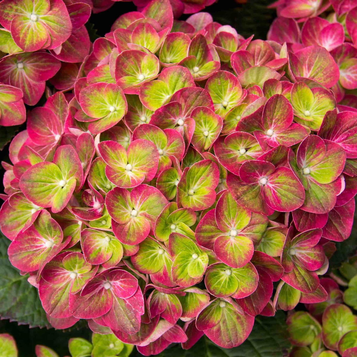 Tilt-A-Swirl® Bigleaf Hydrangea