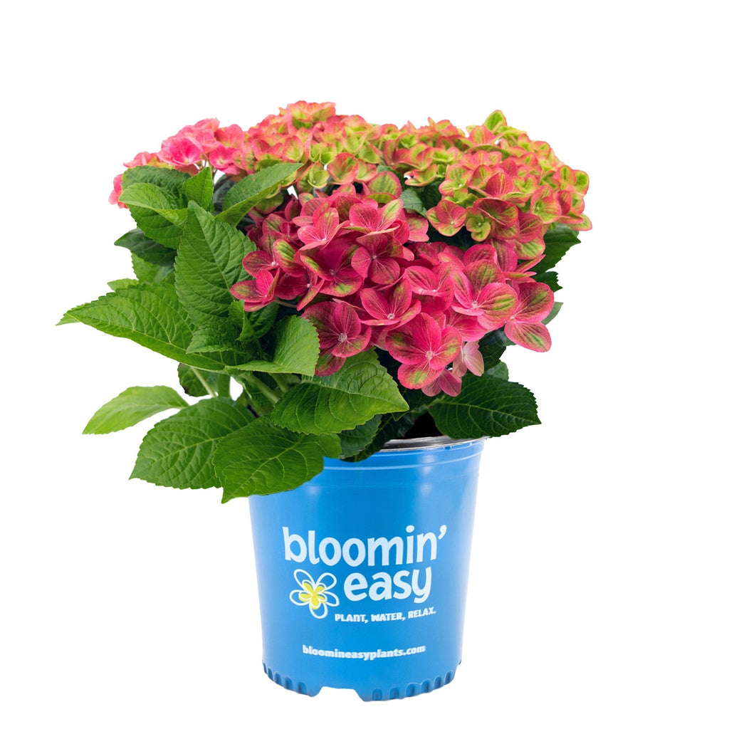 Tilt-A-Swirl® Bigleaf Hydrangea