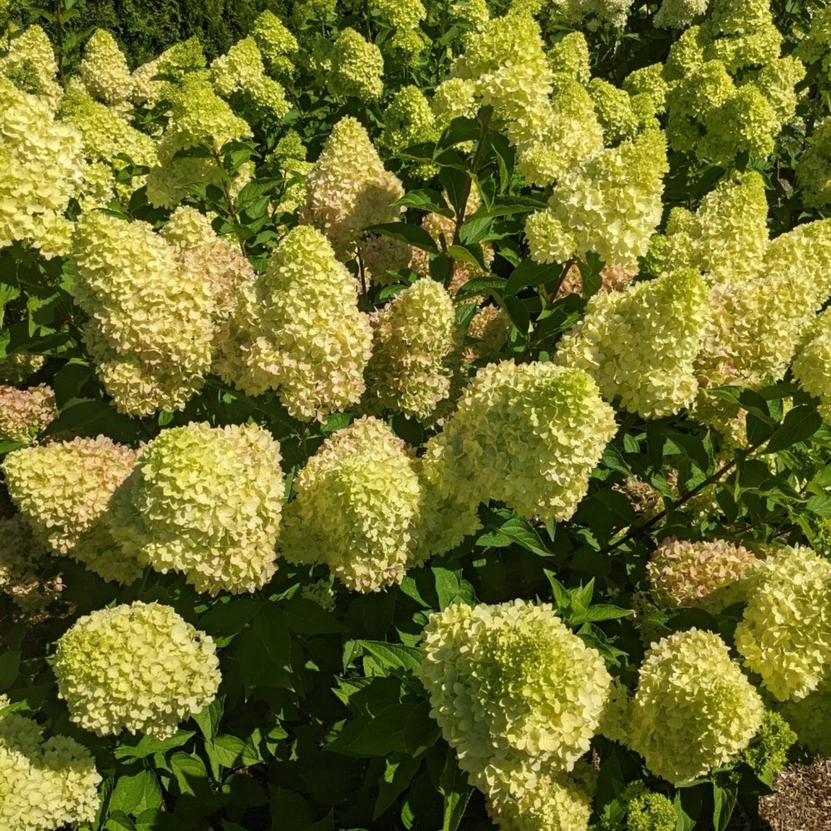 Dragon Baby™ Hardy Hydrangea