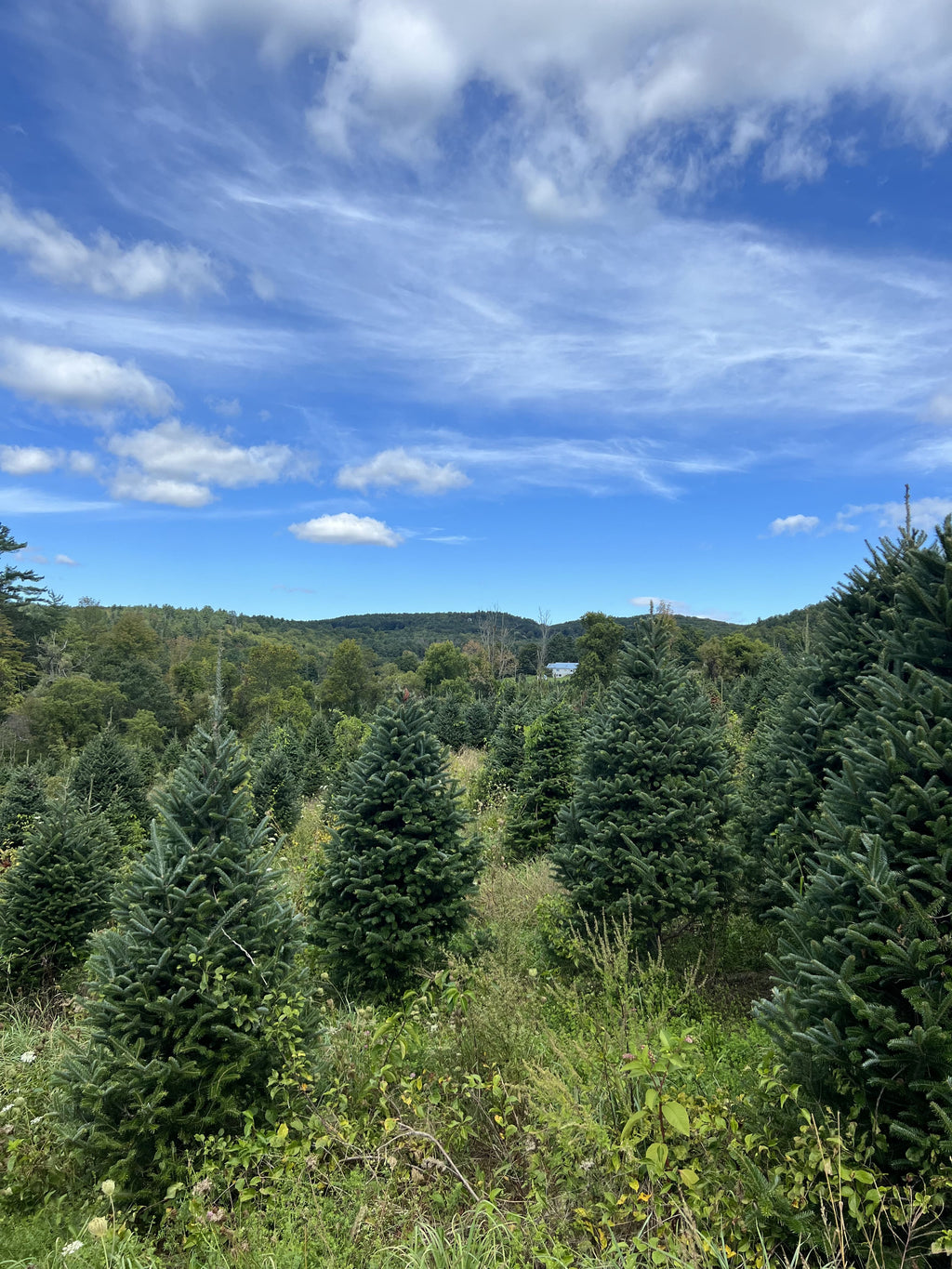 7' Premium Fraser Fir Christmas Tree