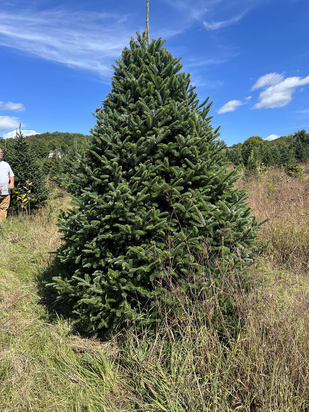 7' Premium Fraser Fir Christmas Tree