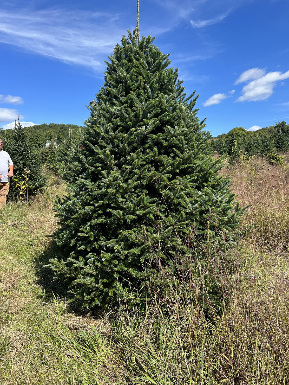 7' Premium Fraser Fir Christmas Tree