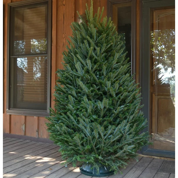 7' Premium Fraser Fir Christmas Tree