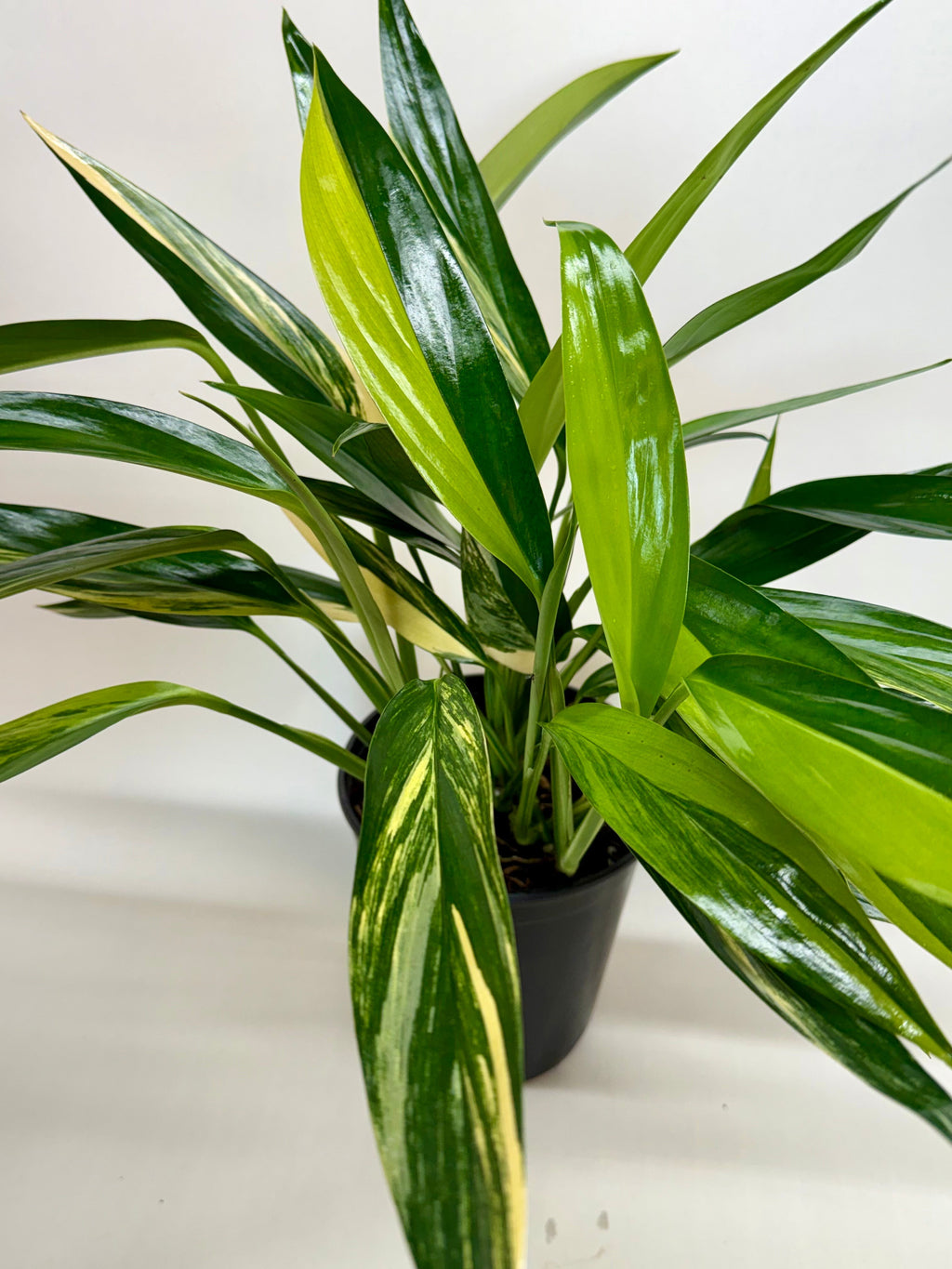Pothos 'Silver Streak Variegated'