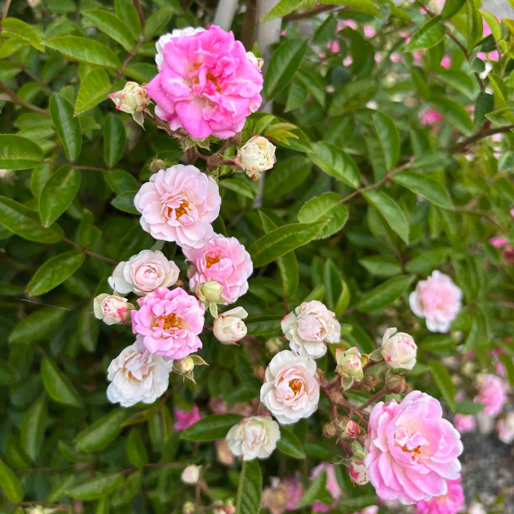 Peggy Martin Climbing Rose