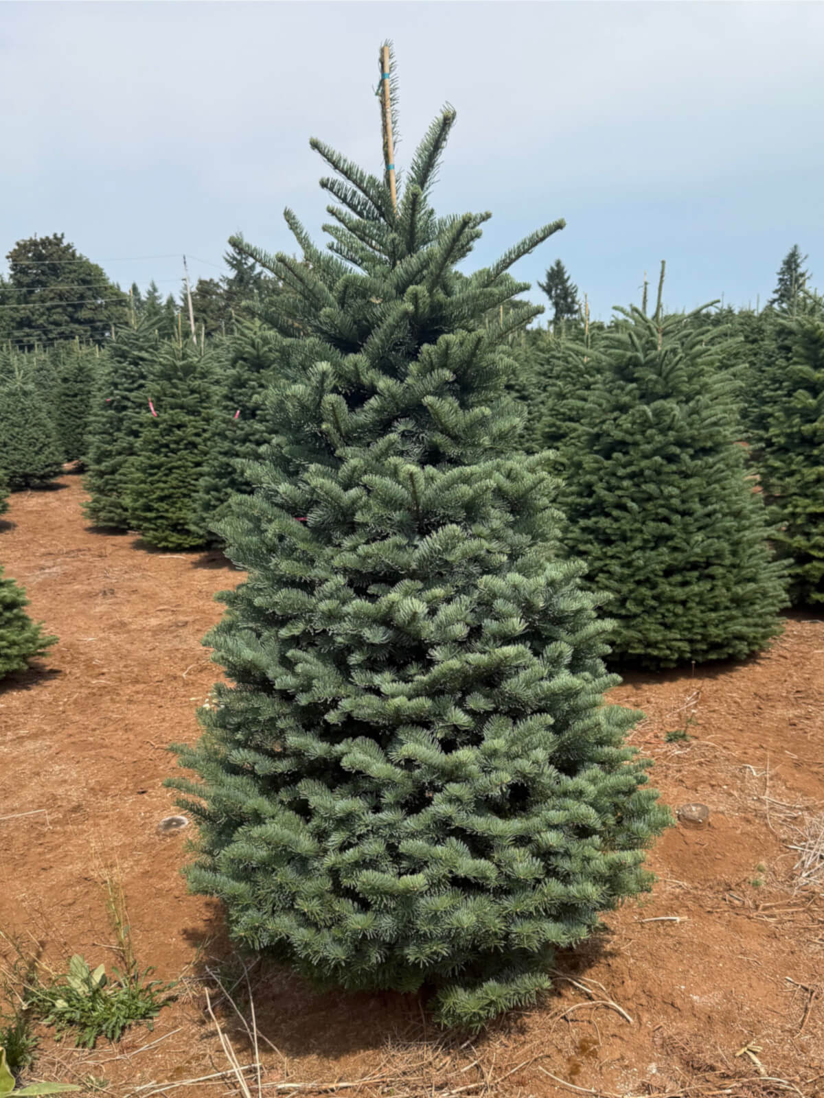 Premium Noble Fir Christmas Tree
