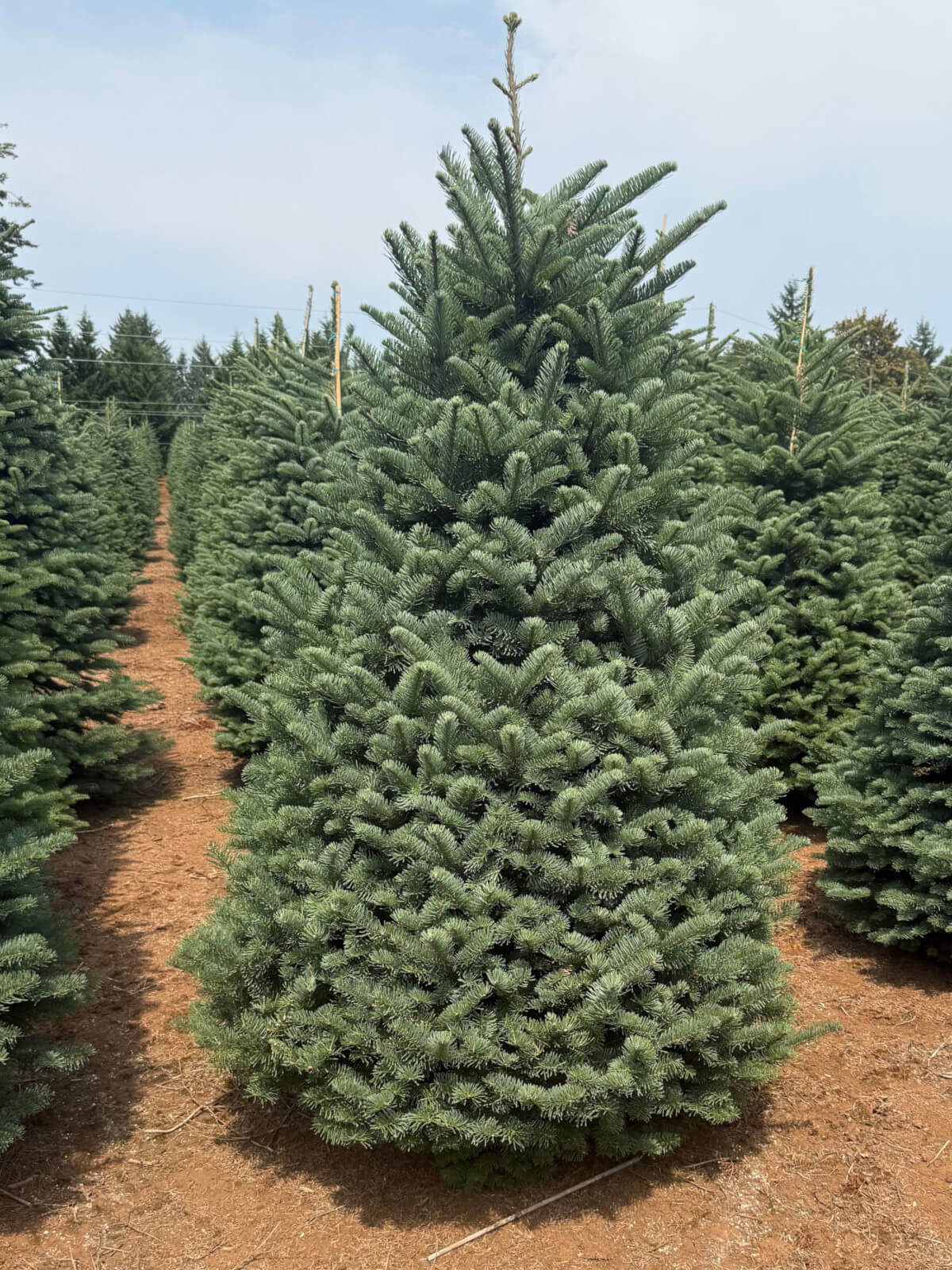 Premium Noble Fir Christmas Tree