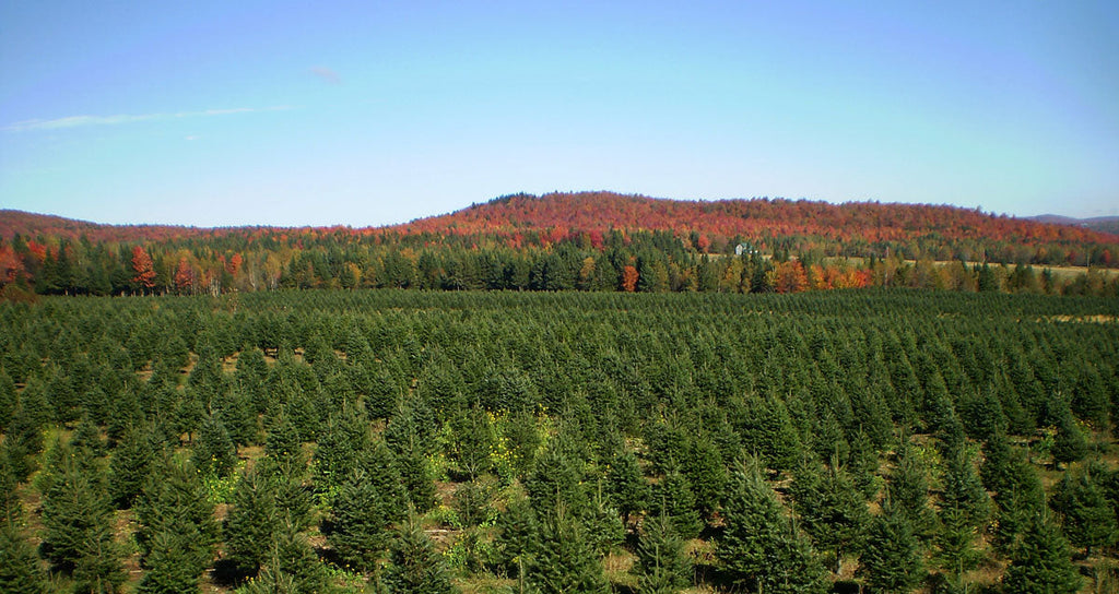 7' Premium Balsam–Fraser Fir Hybrid Christmas Tree