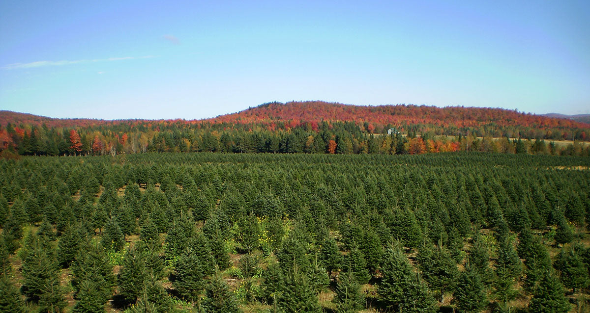 7' Premium Balsam–Fraser Fir Hybrid Christmas Tree